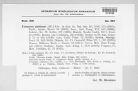 Uromyces ambiguus image